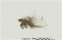 藏品(懸苔屬)的圖片